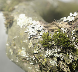 Image showing natural bough with moss and lichen