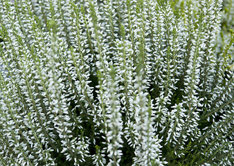 Image showing abstract floral back with white flowers