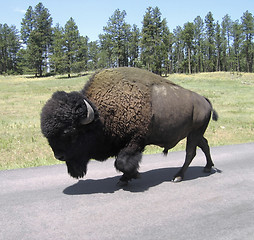 Image showing buffalo walking on a street