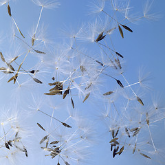 Image showing dandelion seeds in blue back