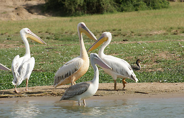 Image showing Great White Pelicans in Africa