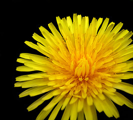 Image showing dandelion detail