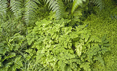 Image showing flourish vegetation