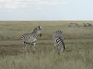 Image showing Zebras in the savannah