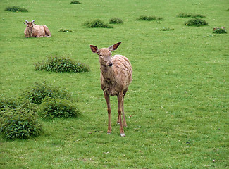 Image showing Red Deers in green grassland