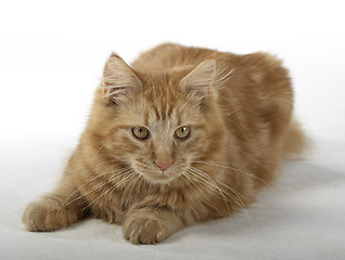 Image showing Maine Coon Kitten