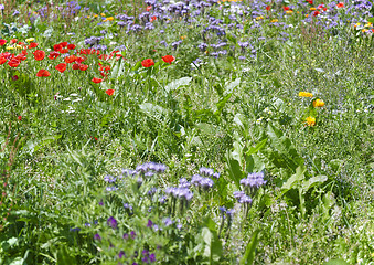 Image showing flowering meadow