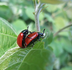 Image showing copulating red beetles