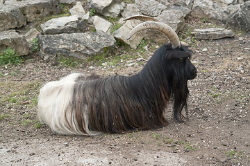 Image showing Valais Blackneck goat resting on the ground