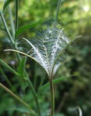 Image showing fractal looking plant detail