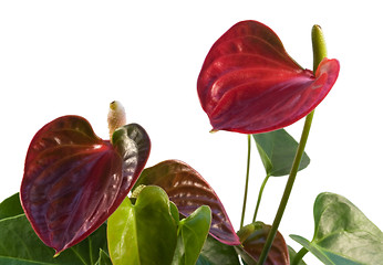 Image showing red Flamingo Flower in white back