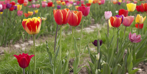 Image showing colorful field of tulips