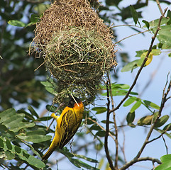 Image showing Weaver Bird and nest in Africa