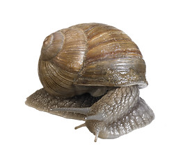 Image showing backside of a grapevine snail