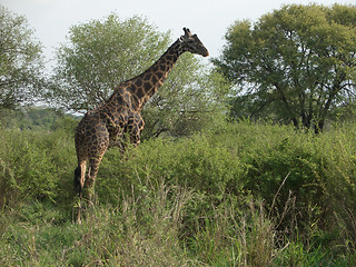 Image showing Giraffe at feed