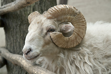 Image showing sheep portrait