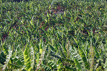 Image showing Banana plantation