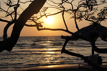 Image showing Trees and sunrise