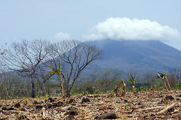 Image showing Banana plantation and volcano