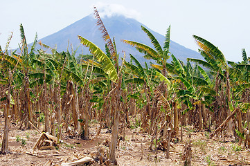 Image showing Volcano and bananas