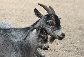 Image showing Goat and her child