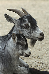 Image showing Goat and her child