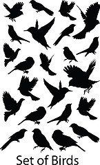 Image showing Set Birds.Vector