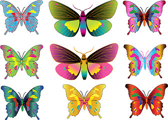 Image showing set of different multicolored butterflies - vector