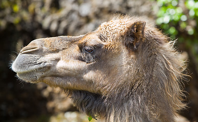 Image showing animal camel