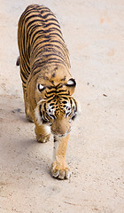 Image showing wildlife tiger