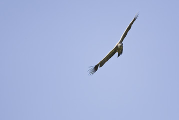 Image showing vulture bird flying