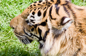 Image showing wildlife tiger