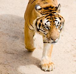 Image showing wildlife tiger