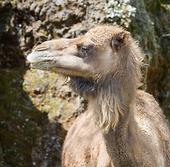Image showing animal camel