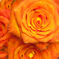 Image showing rose bouquet