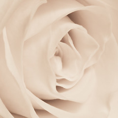 Image showing white rose close up