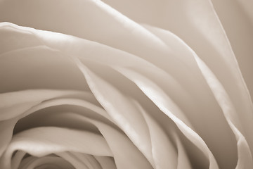 Image showing white rose macro