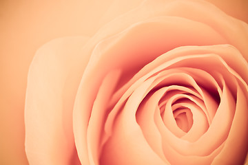 Image showing orange rose macro