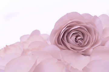 Image showing pink rose macro