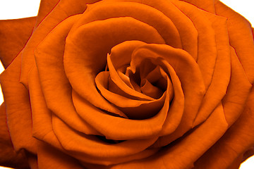 Image showing orange rose