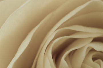 Image showing white rose macro