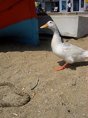 Image showing The Goose