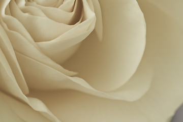 Image showing white rose macro