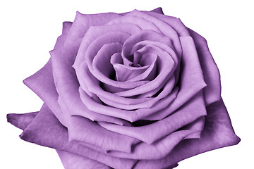 Image showing violet rose