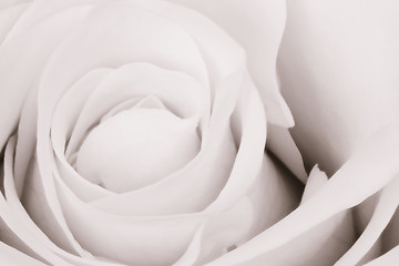 Image showing white rose close up