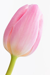 Image showing pink tulips