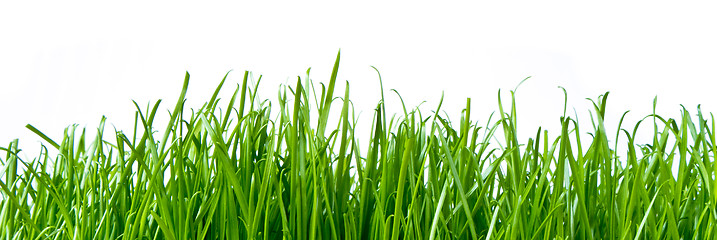 Image showing green grass