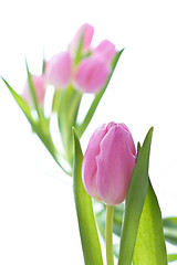 Image showing pink tulips