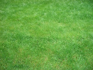 Image showing Grass