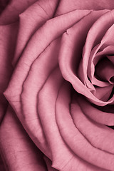 Image showing pink rose